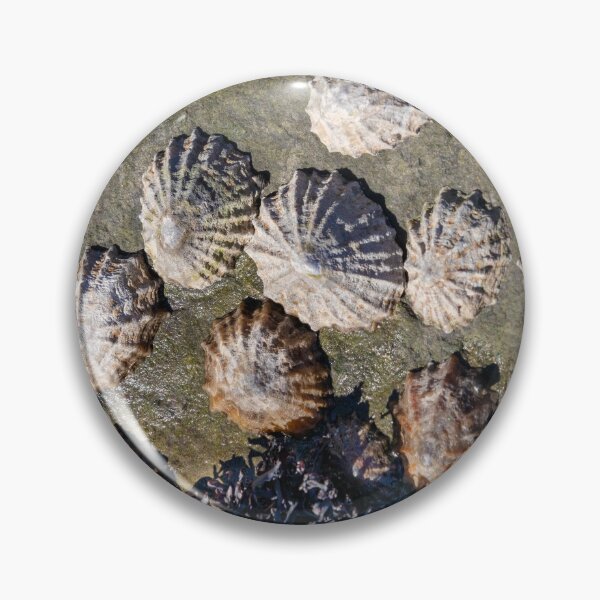 Item preview, Limpets (Patella vulgata) designed and sold by jasminewang.