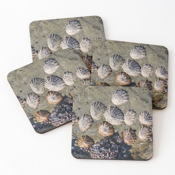 Item preview, Limpets (Patella vulgata) designed and sold by jasminewang.