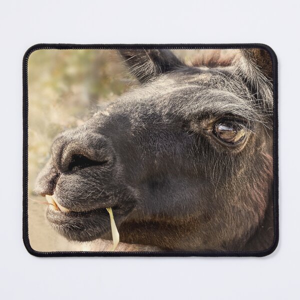 Item preview, Smiling Llama photograph designed and sold by art64.