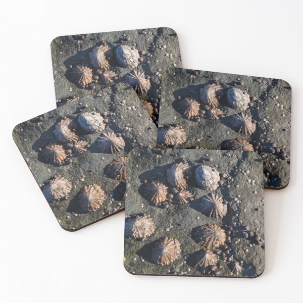 Item preview, limpets (Patella vulgata) designed and sold by jasminewang.