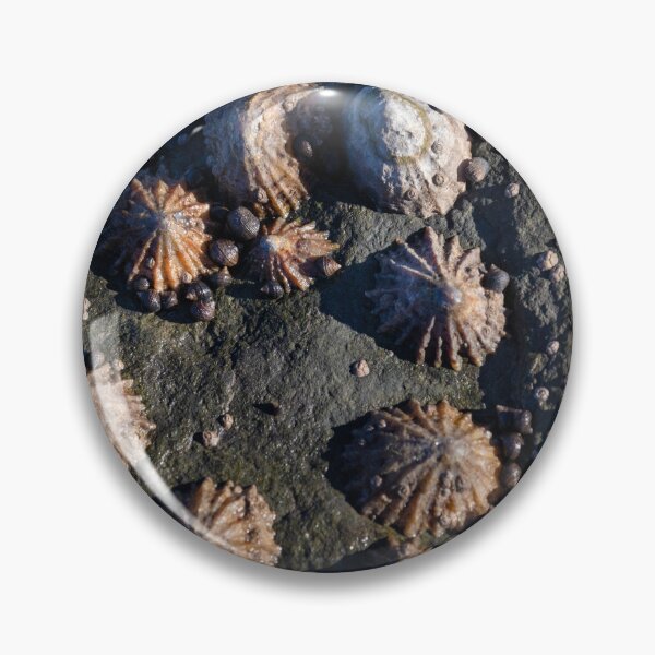 Item preview, limpets (Patella vulgata) designed and sold by jasminewang.