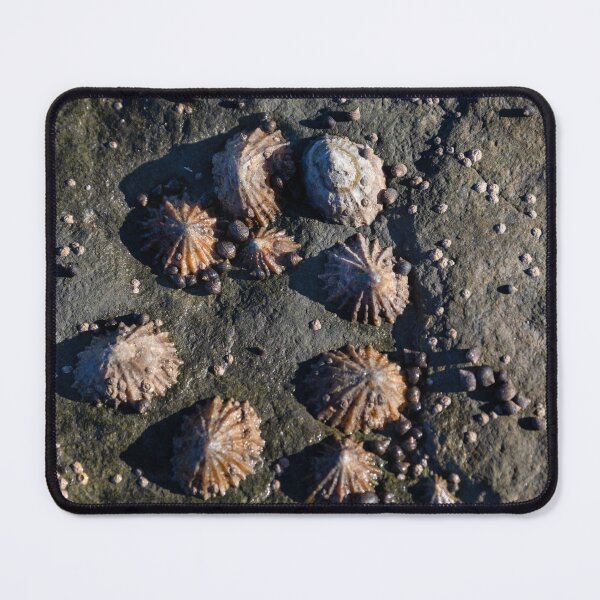 Item preview, limpets (Patella vulgata) designed and sold by jasminewang.