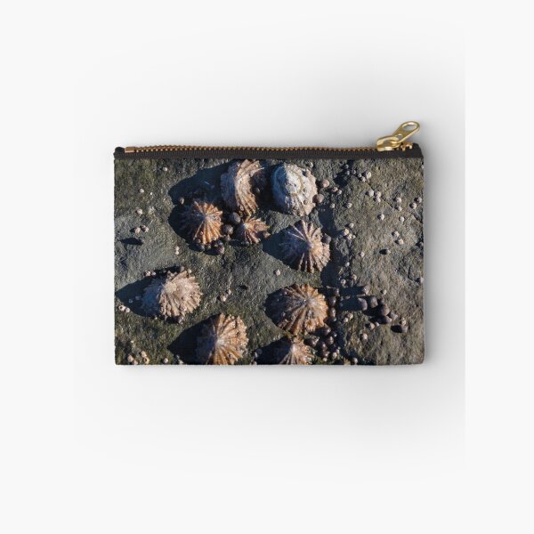 Item preview, limpets (Patella vulgata) designed and sold by jasminewang.