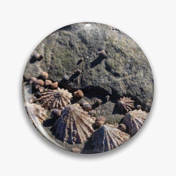 Item preview, Limpets (Patella vulgata) designed and sold by jasminewang.