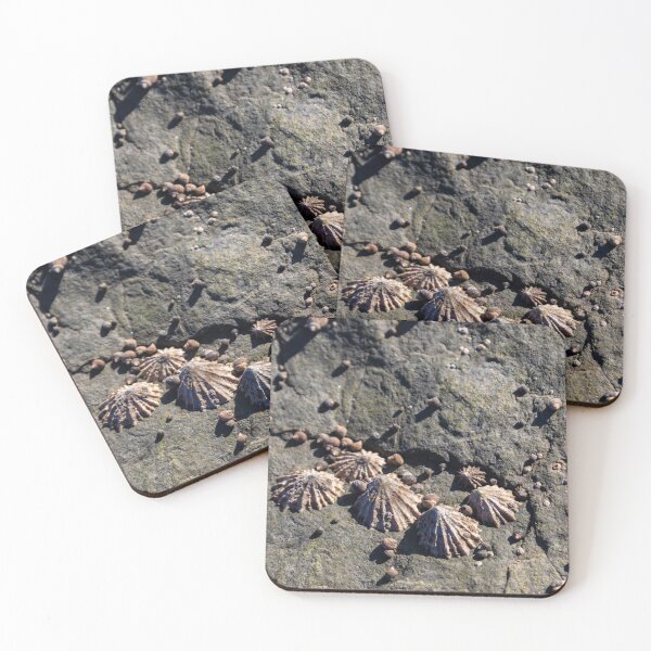 Item preview, Limpets (Patella vulgata) designed and sold by jasminewang.