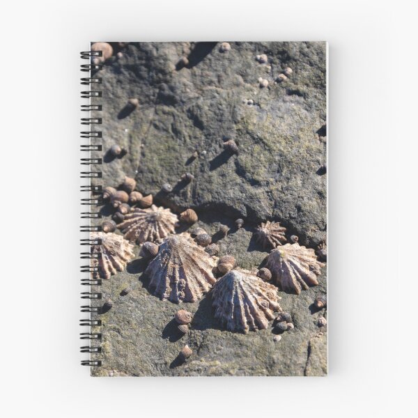 Item preview, Limpets (Patella vulgata) designed and sold by jasminewang.