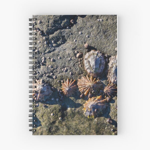 Item preview, Limpets (Patella vulgata) designed and sold by jasminewang.