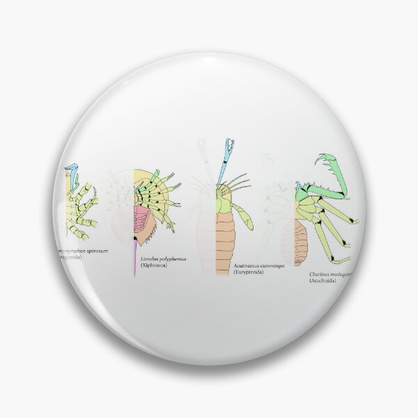 Item preview, Homology within Chelicerates designed and sold by PaleoInvert.