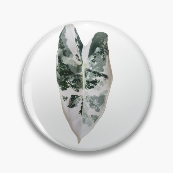 Item preview, Frydek White designed and sold by AroidIsland.