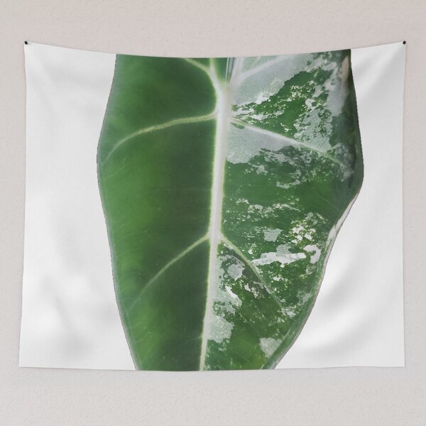 Item preview, Frydek Green designed and sold by AroidIsland.