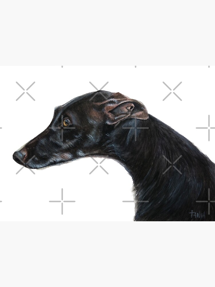 wire haired greyhound