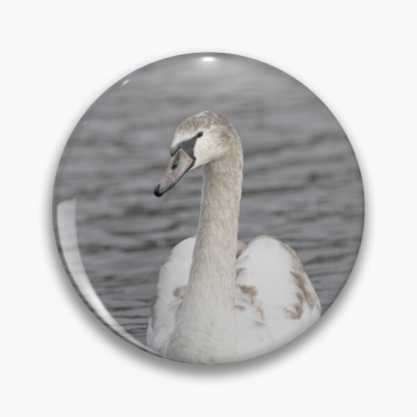 Item preview, a young mute swanonthe water designed and sold by Ronenvief.