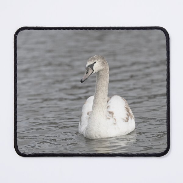 Item preview, a young mute swanonthe water designed and sold by Ronenvief.
