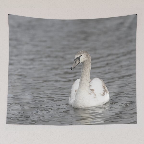 Item preview, a young mute swanonthe water designed and sold by Ronenvief.
