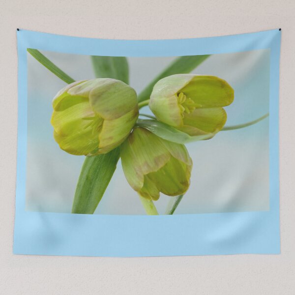 Item preview, Fritillaria pontica  AGM  Fritillary  designed and sold by Chris Burrows.