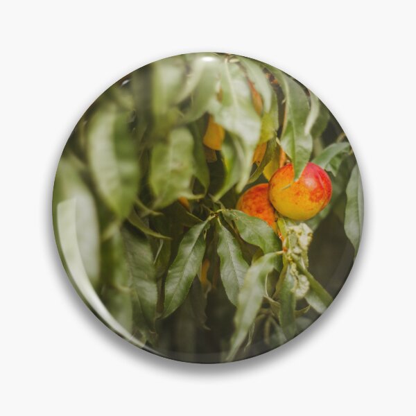 Item preview, Sweet organic nectarines on tree in big garden designed and sold by Evgeniia Biriukova.
