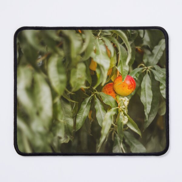 Item preview, Sweet organic nectarines on tree in big garden designed and sold by Evgeniia Biriukova.