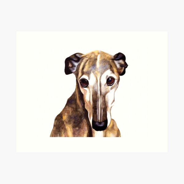 Spanish greyhound hot sale for sale