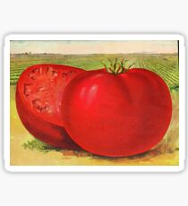 Vintage Illustration of a Beefsteak Tomato (1905) Sticker