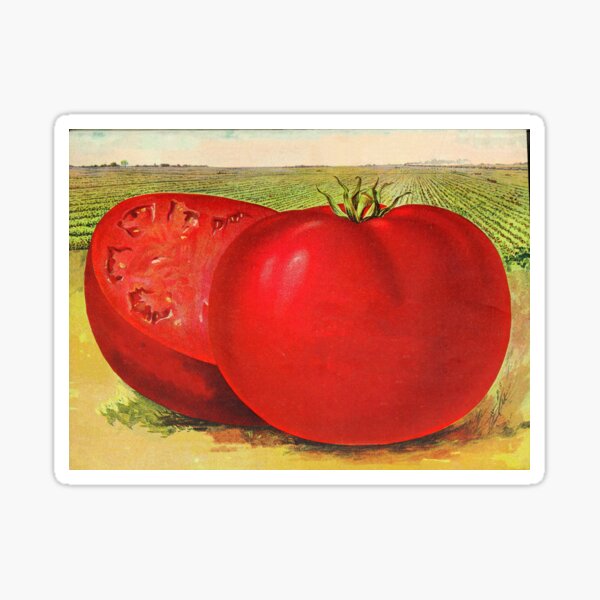 Item preview, Vintage Illustration of a Beefsteak Tomato (1905) designed and sold by BravuraMedia.