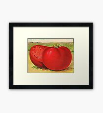Vintage Illustration of a Beefsteak Tomato (1905) Framed Print