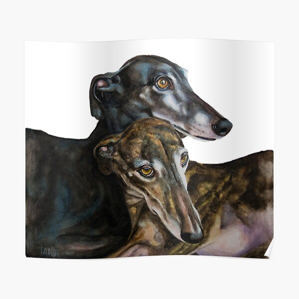 Greyhounds - Galgos Espanol Poster