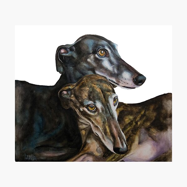 Greyhounds - Galgos Espanol Photographic Print