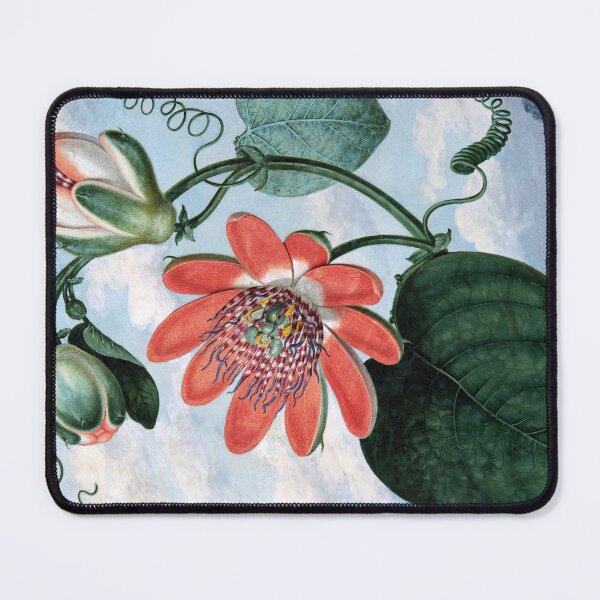 Item preview, Winged passionflower (Passiflora Alata) | Sydenham Teak Edwards designed and sold by LaMadeleine.