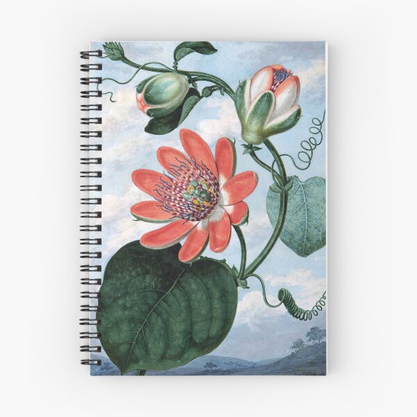 Item preview, Winged passionflower (Passiflora Alata) | Sydenham Teak Edwards designed and sold by LaMadeleine.