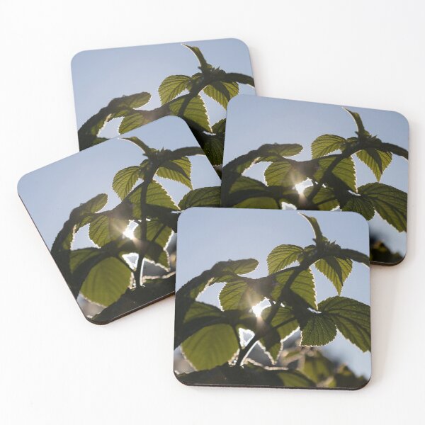 Item preview, Common Nettle designed and sold by Calidris Fotografie Steffi & Ben Köppler.
