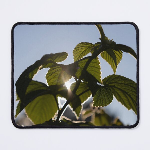 Item preview, Common Nettle designed and sold by Calidris Fotografie Steffi & Ben Köppler.