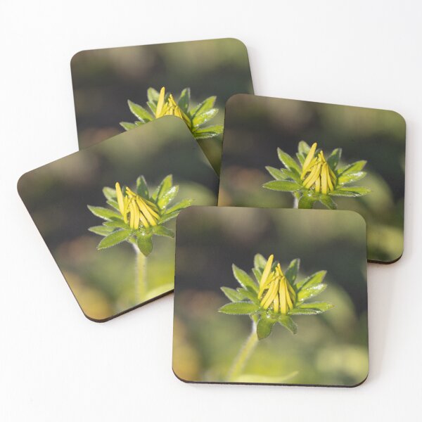 Item preview, Black-eyed Susan designed and sold by Calidris Fotografie Steffi & Ben Köppler.
