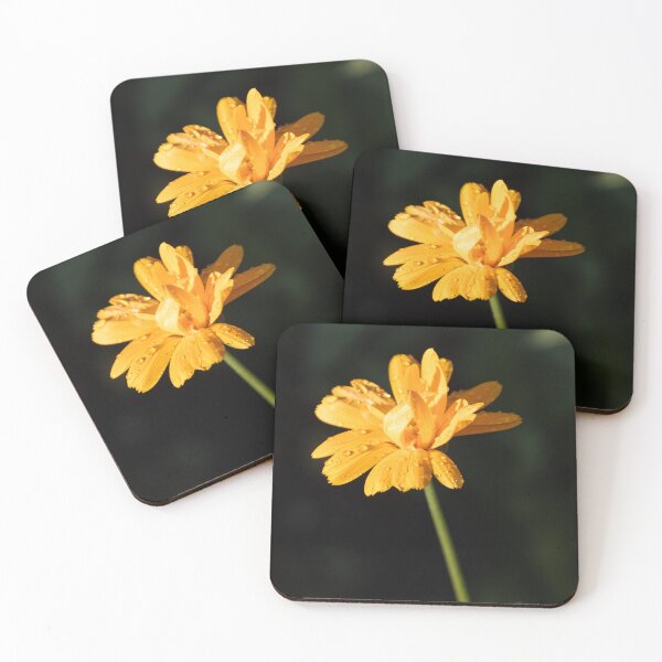 Item preview, common marigold designed and sold by Calidris Fotografie Steffi & Ben Köppler.