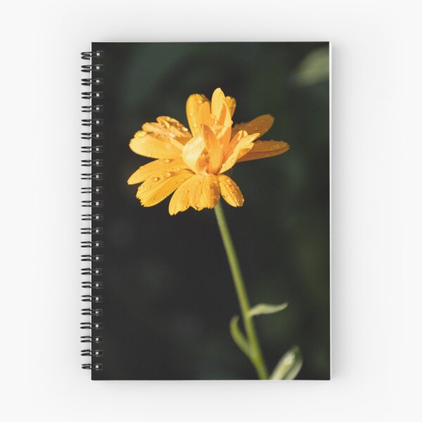 Item preview, common marigold designed and sold by Calidris Fotografie Steffi & Ben Köppler.