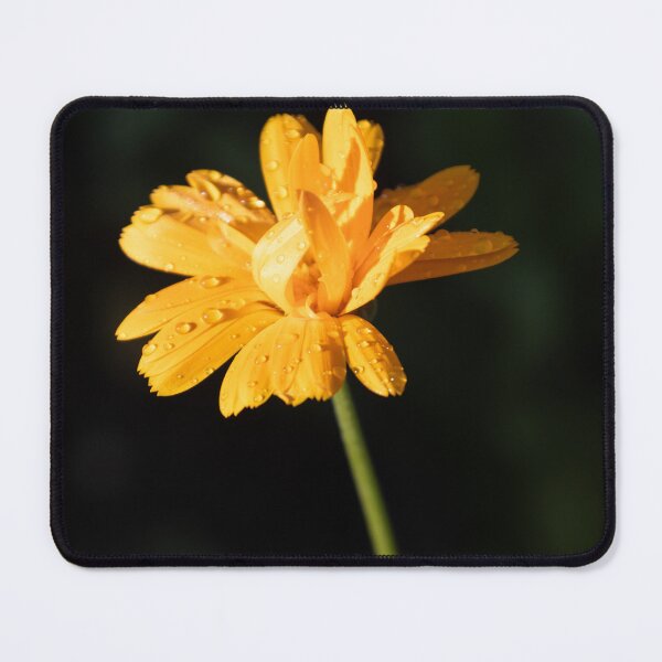 Item preview, common marigold designed and sold by Calidris Fotografie Steffi & Ben Köppler.