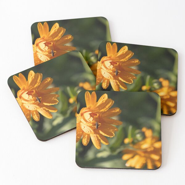 Item preview, Common Marigold designed and sold by Calidris Fotografie Steffi & Ben Köppler.