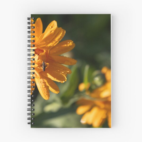 Item preview, Common Marigold designed and sold by Calidris Fotografie Steffi & Ben Köppler.