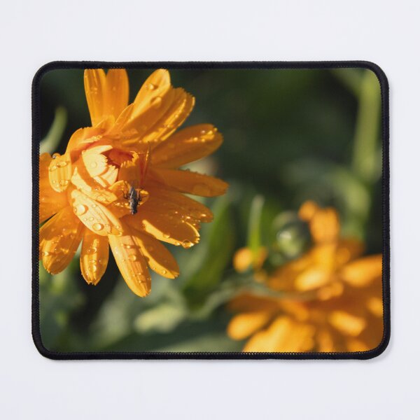 Item preview, Common Marigold designed and sold by Calidris Fotografie Steffi & Ben Köppler.