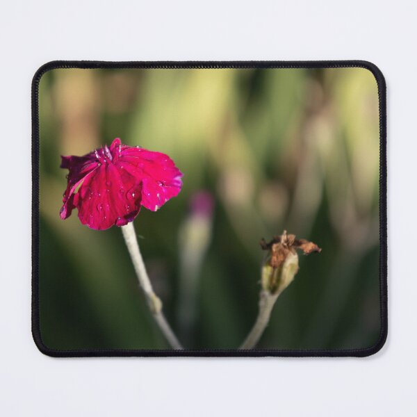 Item preview, Rose Campion designed and sold by Calidris Fotografie Steffi & Ben Köppler.