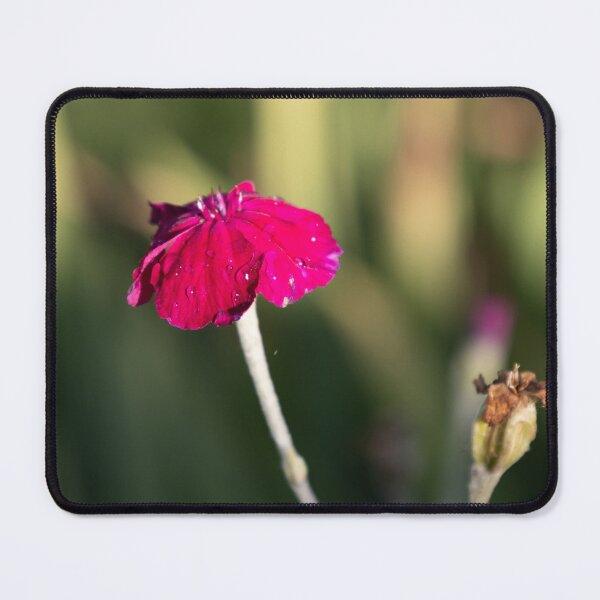 Item preview, Rose Campion designed and sold by Calidris Fotografie Steffi & Ben Köppler.
