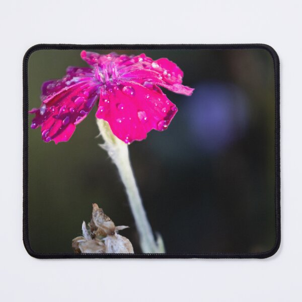 Item preview, Rose Campion designed and sold by Calidris Fotografie Steffi & Ben Köppler.
