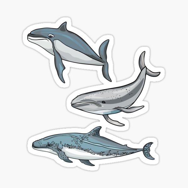 Sticker baleine à bosse et son jet d'eau – Stickers STICKERS
