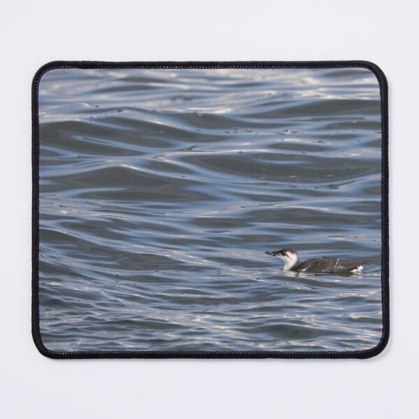 Item preview, Common Murre designed and sold by Calidris Fotografie Steffi & Ben Köppler.