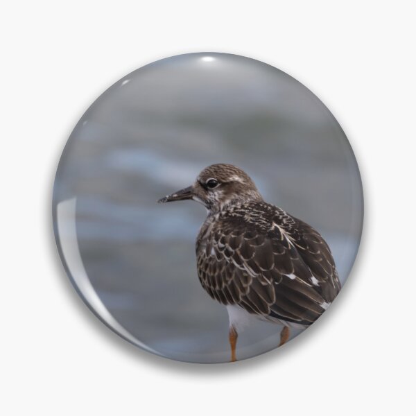 Item preview, Ruddy Turnstone designed and sold by Calidris Fotografie Steffi & Ben Köppler.
