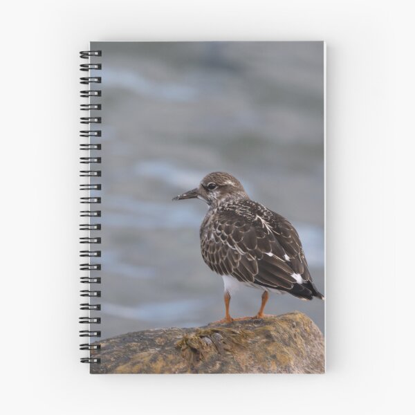 Item preview, Ruddy Turnstone designed and sold by Calidris Fotografie Steffi & Ben Köppler.