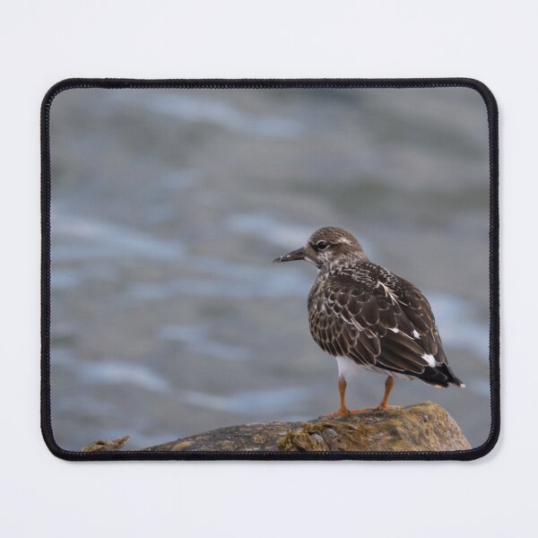 Item preview, Ruddy Turnstone designed and sold by Calidris Fotografie Steffi & Ben Köppler.