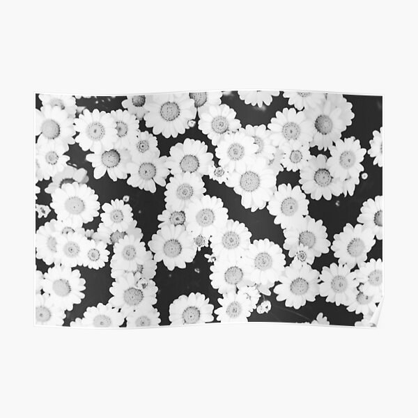 Chamomile flowers Poster