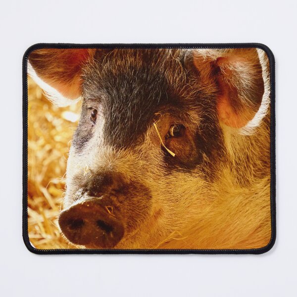 Item preview, woolly pig designed and sold by Sturmlechner.