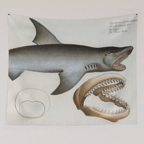 Item preview, Vintage Illustration of a Great White Shark (1785) designed and sold by BravuraMedia.