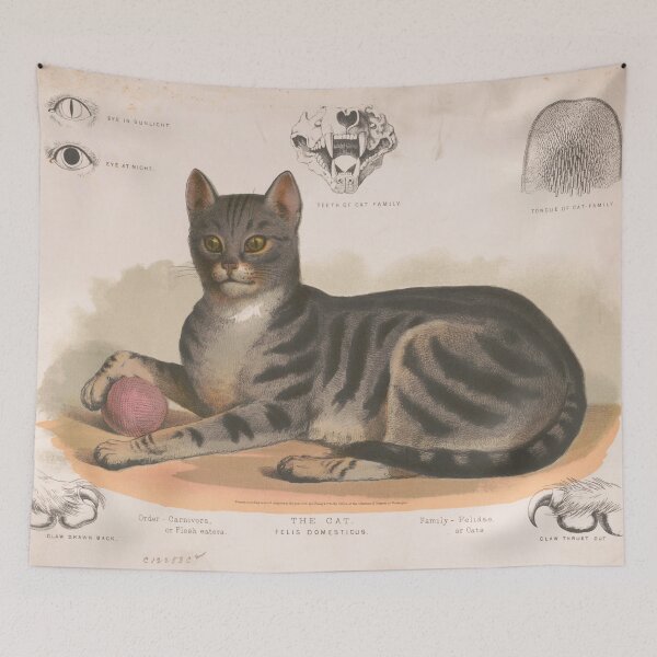 Item preview, Vintage Illustration of a Domestic Cat (1872) designed and sold by BravuraMedia.